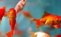 لحظه عجیب نوازش یک گربه توسط ماهی مهربان