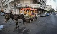 زندگی خوش و خرم الاغ‌های غزه در آلمان!