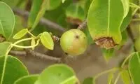 با دیدن این درخت به سرعت از منطقه دور شوید!