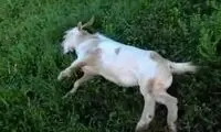 بزهایی که از ترس غش می‌کنند!