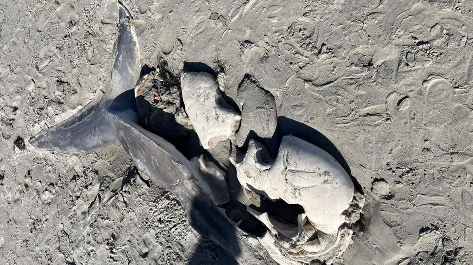 نصف شدن کوسه غول‌پیکر توسط نهنگ‌های قاتل