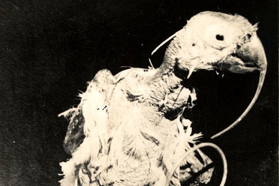 طوطی سخنگویی که 7 بار دنیا را گشت و 120 سال عمر کرد