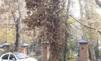 ماجرای خبرساز قطع درختان در موزه دکتر حسابی