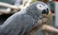تبریک سال نو عجیبی که 8 میلیون ویو گرفت!