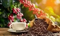 کدام نوع قهوه خطر مرگ زودرس را کاهش می‌دهد؟