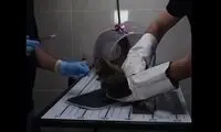 گربه خانگی عصبانی در دامپزشکی