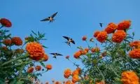 شکوه پرندگان در قاب دوربین؛ برندگان مسابقه عکاس پرندگان ۲۰۲۵