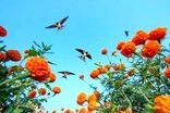 شکوه پرندگان در قاب دوربین؛ برندگان مسابقه عکاس پرندگان ۲۰۲۵