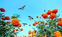 شکوه پرندگان در قاب دوربین؛ برندگان مسابقه عکاس پرندگان ۲۰۲۵