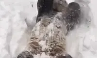 ذوق دیدنی پاندا از دیدن برف!