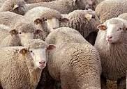 عکسی از رژه دیدنی گله گوسفندان در ترکیه