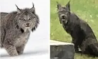 دیده شدن یک سیاه‌گوش بسیار عجیب!