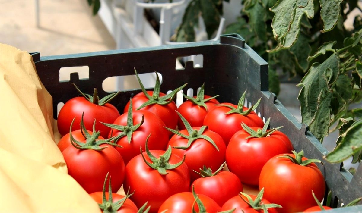 افزایش بی‌سابقه قیمت گوجه فرنگی