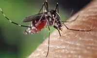 شکار پشه‌ها با کمک یک اپلیکیشن