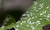 بازگشت حشره مزاحم به خیابان‌های تهران