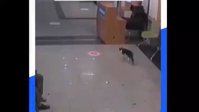 ویدئوی گربه مصدومی که خود را به بیمارستان رساند