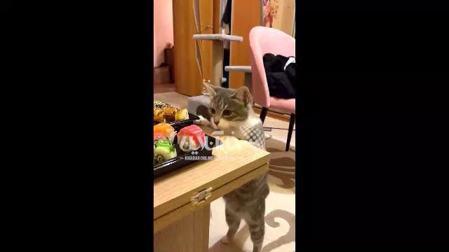  دزدی بامزه یک گربه از میز سوشی