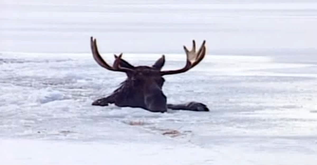 نجات یک گوزن عظیم‌الجثه از دریاچه یخ‌زده