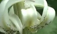یکی از کمیاب‌ترین گل‌های جهان به گل نشست