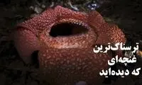 عجیب‌ ترین غنچه جهان بوی مرگ می‌دهد 