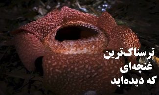 عجیب‌ ترین غنچه جهان بوی مرگ می‌دهد 