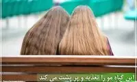 این گیاه مو را تغذیه و پر پشت می کند