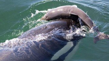 نهنگ‌های قاتل باهوش‌تر شده‌اند؟