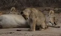 واکنش بچه شیر پس از نزدیک شدن هزارپای غول پیکر