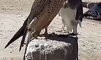 خط و نشان جالب کبوتر برای شاهین!