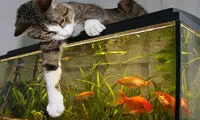 حمله یک ماهی جسور به گربه‌های گرسنه