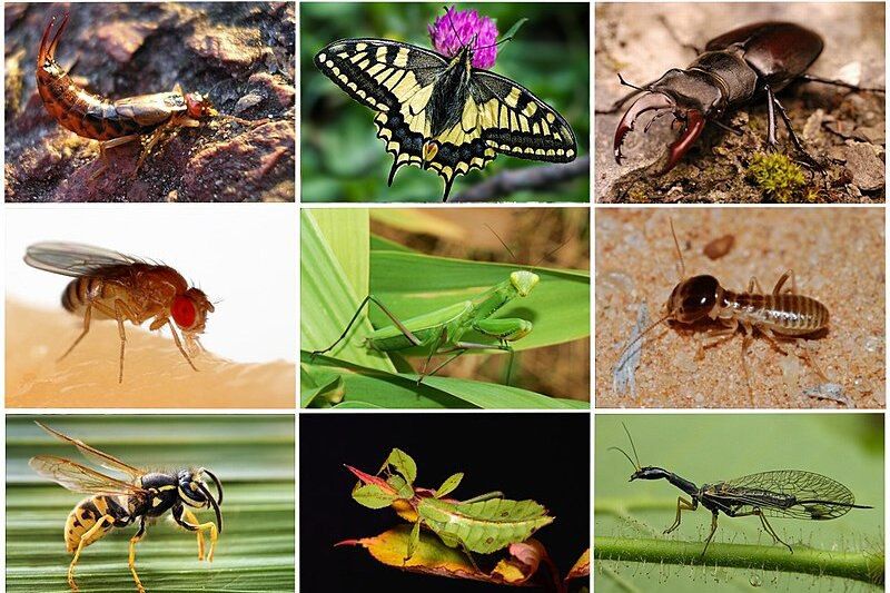 با خطرناک‌ترین حشرات جهان آشنا شوید