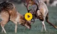 دعوای وحشتناک دو گوزن شاخدار وسط حیاط خانه