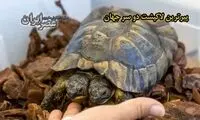 زندگی فوق‌لاکچری یک لاکپشت دو سر
