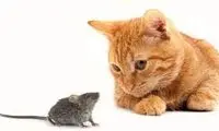 رفاقت و صمیمیت باورنکردنی یک موش با گربه!
