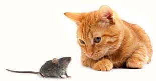 رفاقت و صمیمیت باورنکردنی یک موش با گربه!