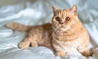 گربه‌هایی که اندازه کف دست‌اند!