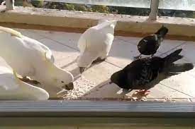 برخورد قاطع طوطی با کبوتر شکمو سر سفره غذا!