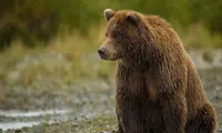 خوش و بش دو خرس با بازدیدکنندگان باغ‌وحش