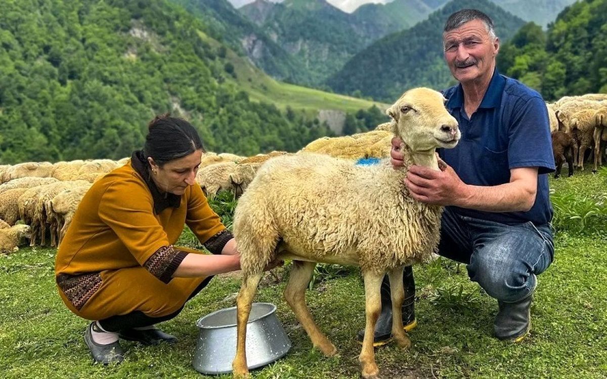 نحوه تهیه پنیر گوسفندی سنتی در جمهوری آذربایجان