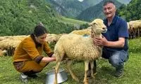 نحوه تهیه پنیر گوسفندی سنتی در جمهوری آذربایجان