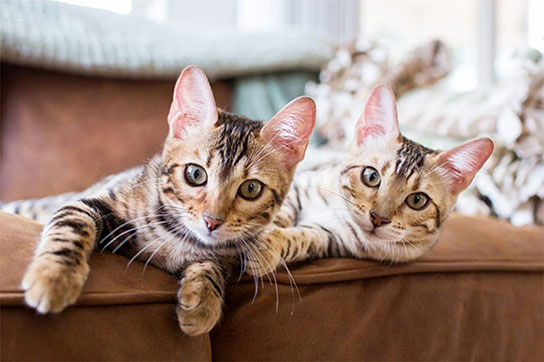 برای اولین بار؛ این دو گربه توانستند به زبان انسان‌ها حرف بزنند!