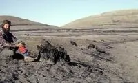 اینجا جنگل درختان گردوی «40 میلیون‌ساله» است