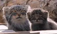 خانواده‌ای از گربه‌های پالاس کمیاب و دوست‌داشتنی