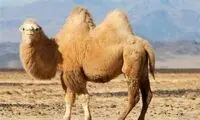 ویدئو دیدنی از شنا بامزه یک شتر در آب