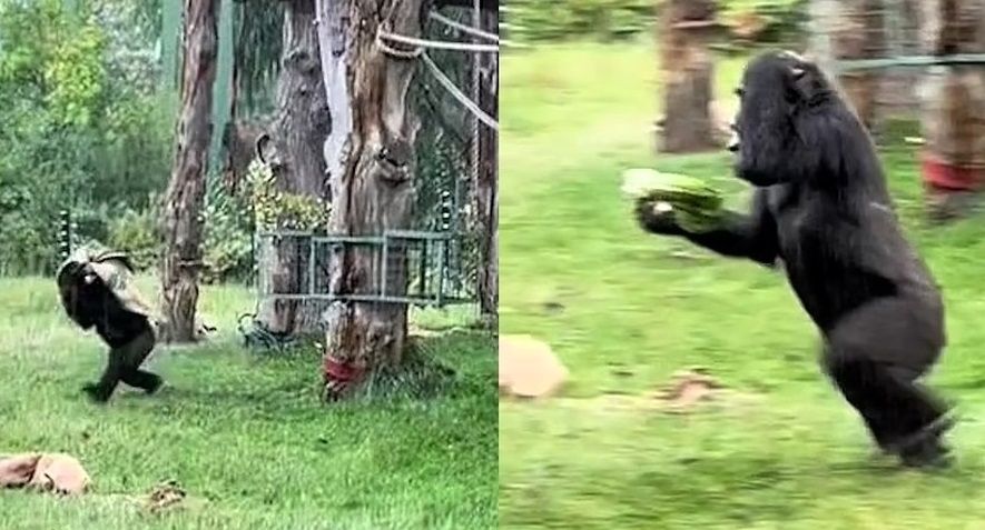 ویدئویی خنده‌دار از دو گوریل که از باران فرار می‌کنند