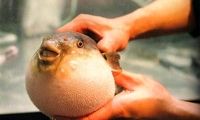 عجیب‌ترین عادت غذایی در کشورهای جهان