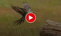 بدجنسی و رفتار حیرت‌انگیز یک پرنده با همنوعانش 