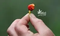 تندترین فلفل جهان که اندازه حبه قند است