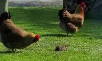 نتیجه تلخ حمله غافلگیرکننده موش به خروس!