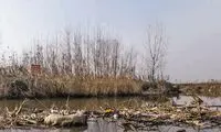 پشت‌پرده ترسناک مرگ نیمی از ماهی‌های انزلی